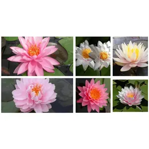 Grower's Choice Pink Hardy Water Lily (Bare Root)