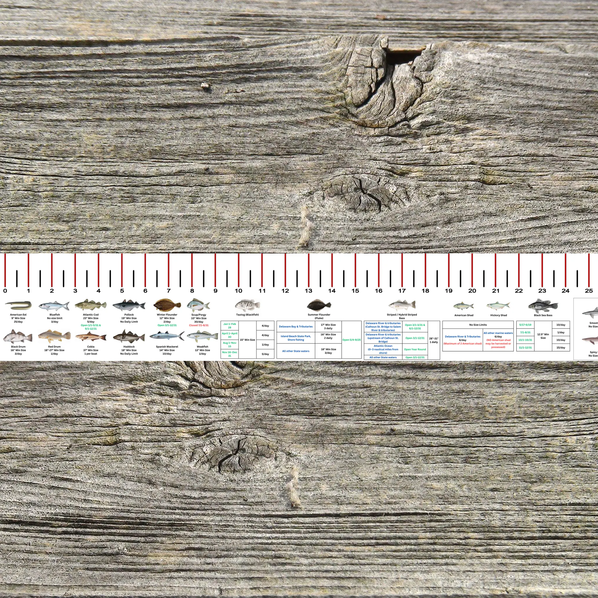 NEW JERSEY STATE WATERS SALT WATER RULER 50 INCH FISH ID AND STATE REGULATIONS FISH RULER DECAL