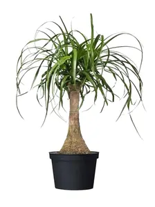 6" Ponytail Palm Plant Green