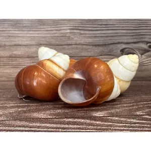 Helicostyla faunus Land Snail