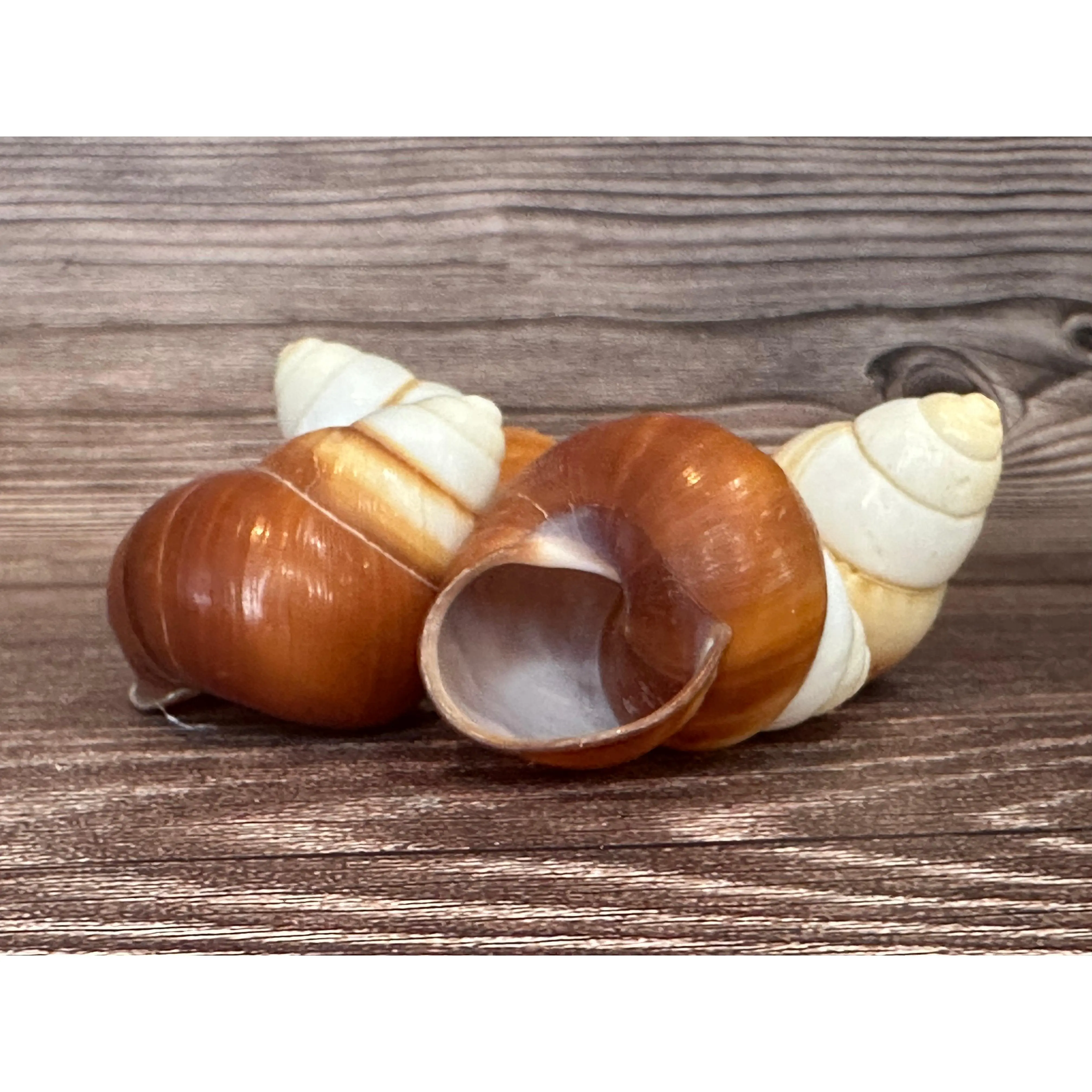 Helicostyla faunus Land Snail