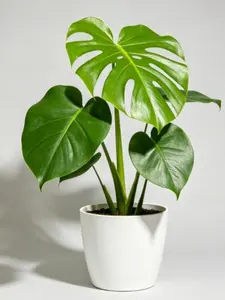 diezi   Live 4 Inch Monstera Deliciosa Plant | Indoor & Outdoor Tropical Split-Leaf Houseplant in 4” Pot for Home & Garden Decor