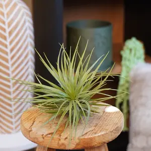 Tillandsia “Stricta” Large Air Plant