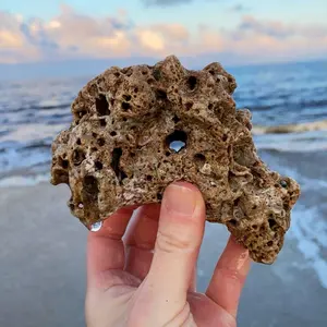 Florida Shelling: 5 Hagstones, Seastones with Naturally Made Holes - Perfect for Shell Collectors