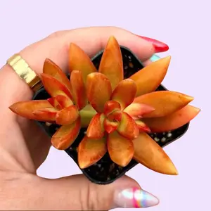 Sedum Adolphi Firestorm Succulent Plant