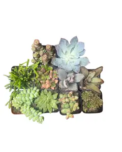 (10 Pack) 2" Variety Succulent Bundle - Real, Healthy & Handpicked