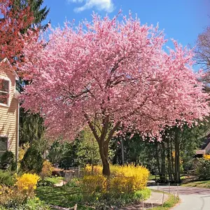 5 Japanese Sakura Cherry Blossom Tree Seeds Prunus sargentii Hardy Flower Plant for Beautiful Pink Blossoms and Shiny Green Foliage