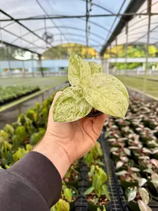 3" Scindapsus 'Jade Satin' marble variegated