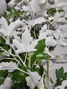 One White Poplar Tree - Silver Leafs Shimmer in The Sun - One Cutting to Grow, Beautiful Outdoor Shade or Privacy Trees