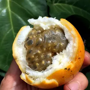 10 Sweet Granadilla Yellow Passion Fruit Seeds (Passiflora ligularis) Climber Vine