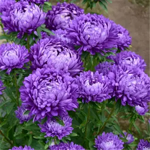 Multicolor China Aster Seed Mix, 600+ Pcs Flower Seeds for Planting (Garden Supplies), No
