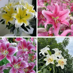 Lily bulbs, perfect for potting and gardens