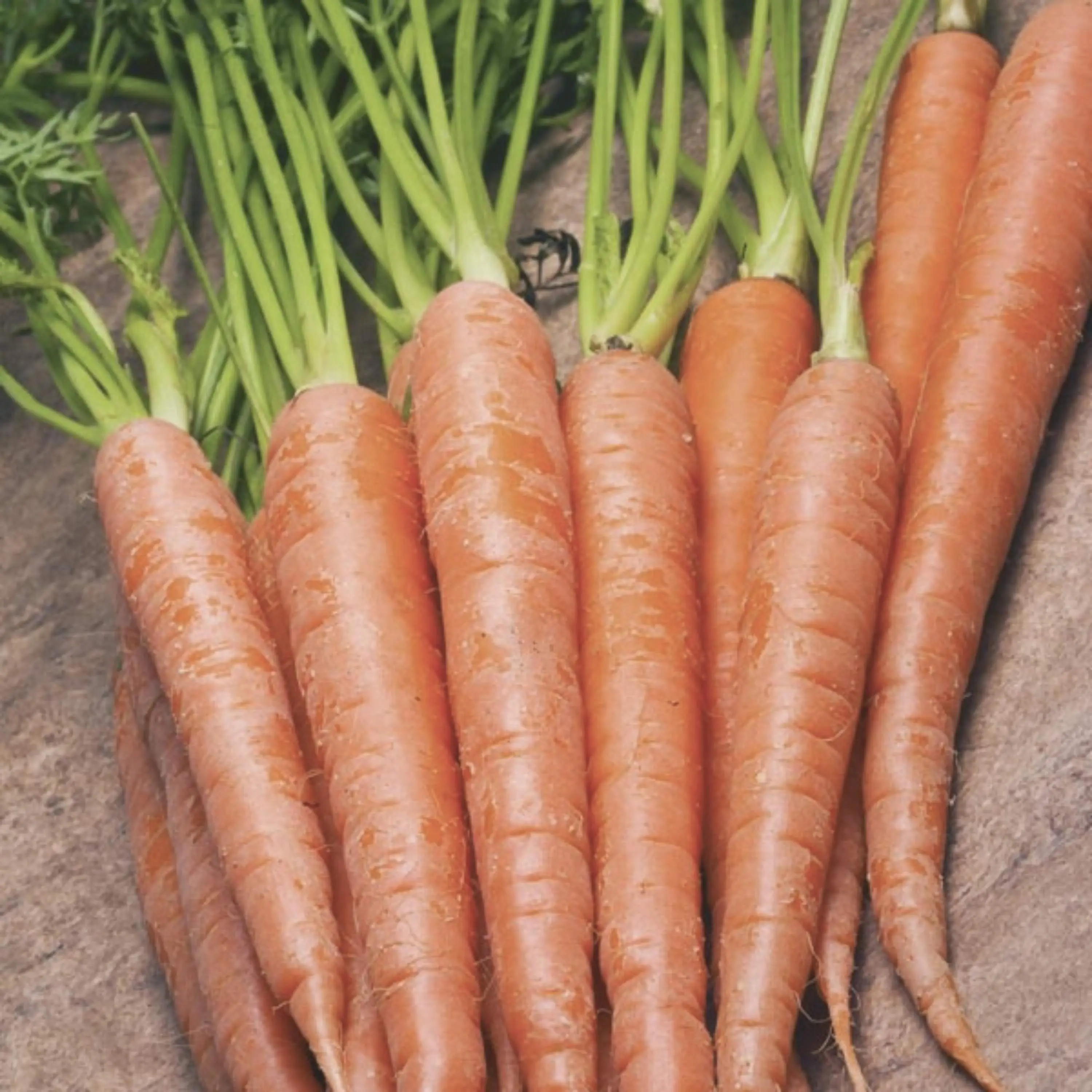 Heirloom Tendersweet Carrot Seeds - Organic and Regenerative Gardening Seeds
