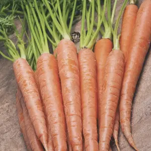 Heirloom Tendersweet Carrot Seeds - Organic and Regenerative Gardening Seeds
