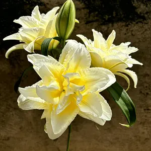 Yellow lily bulbs, bright decorative bulbs, suitable for garden flower beds, courtyard edge decoration, outdoor landscape matching.