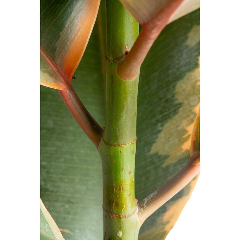 Grower's Choice Ficus Tree | large