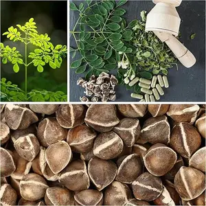 30 Seeds - Moringa Seeds for Planting - Grow Moringa Seeds to Eat - Moringa Plant Tree Seedlings - The Tree of Life, Moringa Oleifera