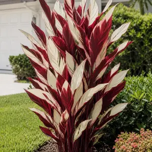 800Pcs Variegated Hosta Seeds, Fast-Growing Easy-Care Plants for Lush, Colorful Landscaping