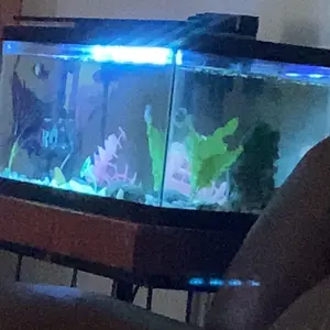 Nutritious Freeze-Dried Fish Food (Bloodworms/Brine Shrimp): Perfect for Small Fish Like Guppies, Betta & Goldfish + Pellets