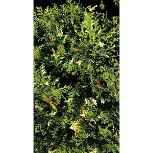 Chamaecyparis pisifera 'Silver Lode'