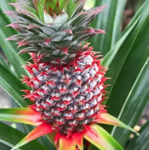 Special Pineapple - Ananas comosus - Live Plant