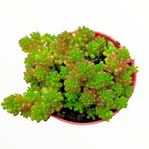 Sedum rubrotinctum 'Mini Me'