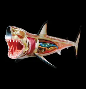 4D Vision Great White Shark Model