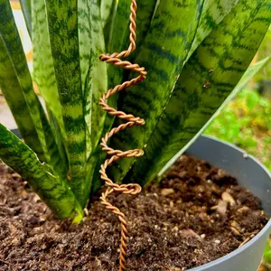 Electroculture Garden Rod | 20.62 inches (52.37 cm) | Handmade Copper Spiral Coil