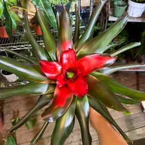 Neoregelia Bromeliad 6in Medusa