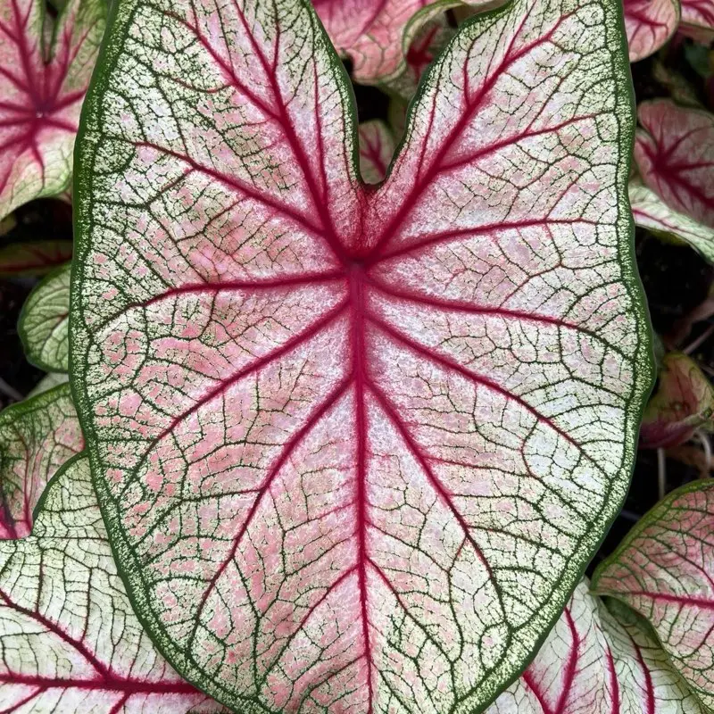 Pink and White Caladium Live Potted Plants - Shade-Loving, Low-Maintenance Tropical Live Indoor Plants, Versatile and Decorative Home Garden Decor for Outdoor Partial Shade Spaces