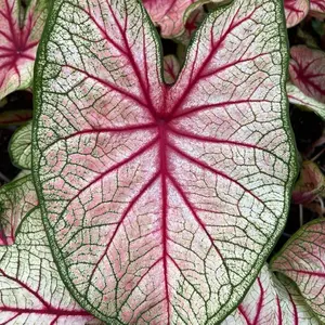 Pink and White Caladium, Indoor/Outdoor Shade-Loving Tropical Foliage for Home Garden Decor