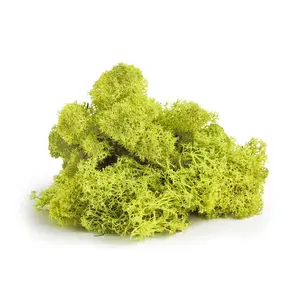 Preserved Reindeer Moss - Premium Floral and Garden Decor for Terrariums, Fairy Gardens, Wedding Decor, Wall Art and Craft Projects Decorative Plants and Flower Topper.