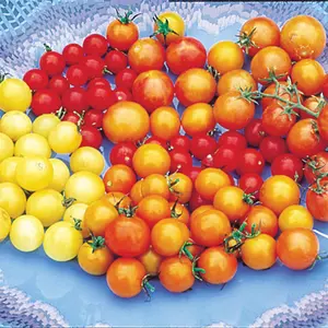 Rainbow Cherry Tomato Seeds for Planting - Amazing Colors and Taste - Great for Salads - Made in USA. Ships from Iowa. Dwarf Fruit Seeds
