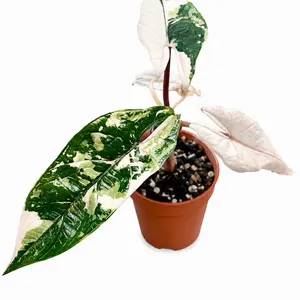 Alocasia Scalprum Albo Tissue Culture Plant (TC) | Rare Variegated Alocasia | Growers Choice