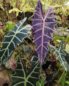 RARE Alocasia Purpley LIVE PLANT 2 ft tall - Alocasia amazonica - Elephant ear - African mask - shipped from sunny Florida