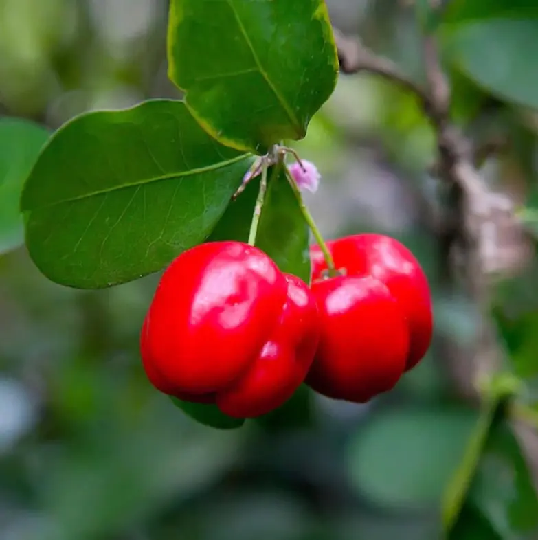 Barbados Sweet Cherry Tree - 8inch Tall Tree For Growing Delicious Fruit, Perfect For The Home Garden fruit tree