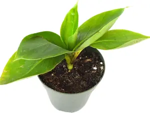Dwarf Banana Plant - 4" Pot - Live Plant