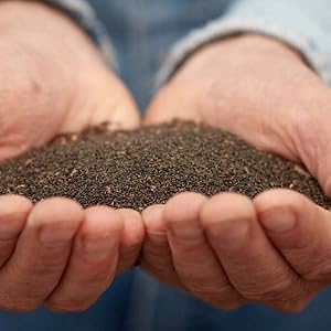 Oussiu Vetiver Essential Oil 100% Pure & Natural - Ideal for Aromatherapy & Relaxation - Vegan & Gluten-Free - Fitness Healthcare Wellness Healthy