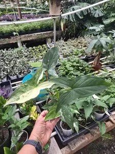 Syngonium Albo Variegated