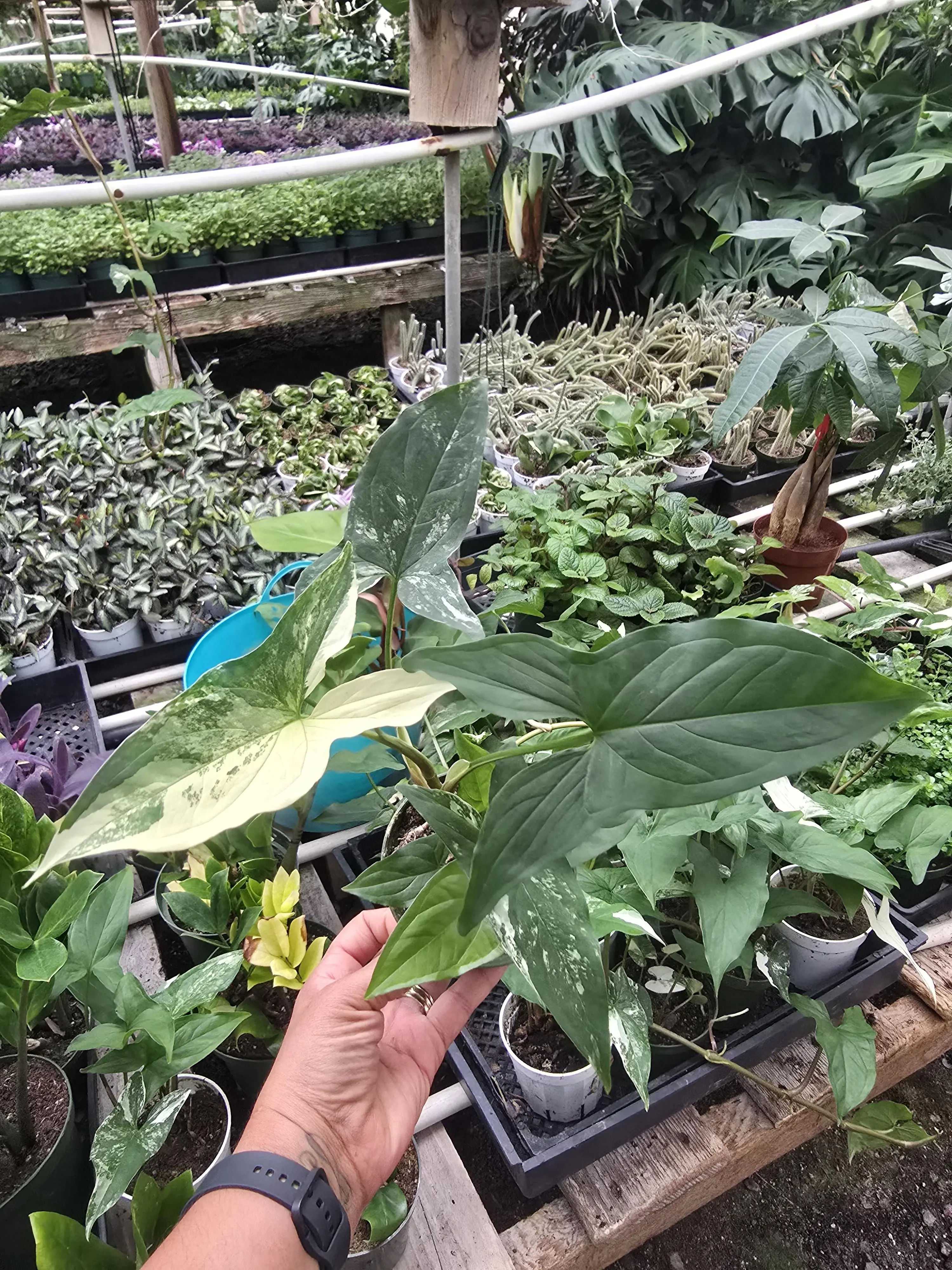 Syngonium Albo Variegated