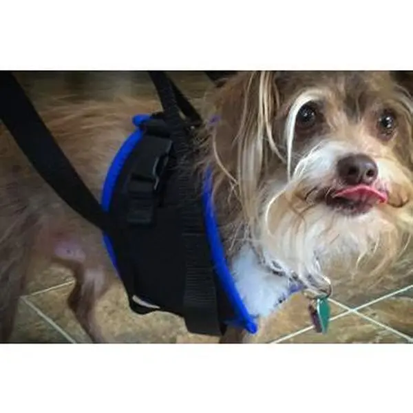 The Walkabout Amputee Harness - Front End