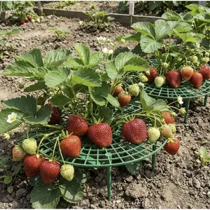 Strawberry Support Stakes Set, Plant Poles for Flower Pots, Supports Strawberries, Berries, Small Vegetables, Prevents Fruit Contact