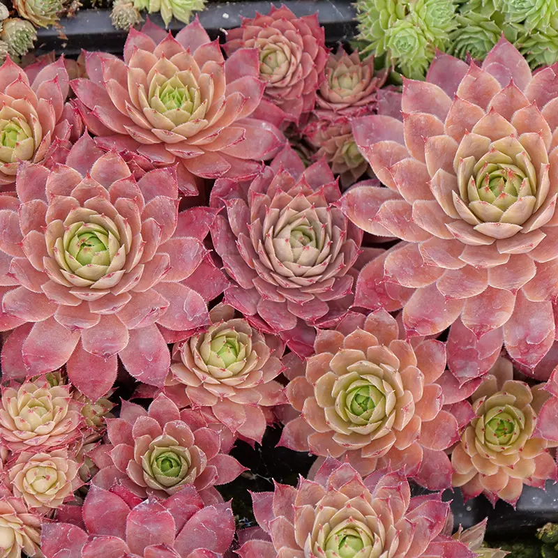 Sempervivum ‘Peggy’ Hens & Chicks – Hardy, Color-Changing Succulent 4 inch Pot