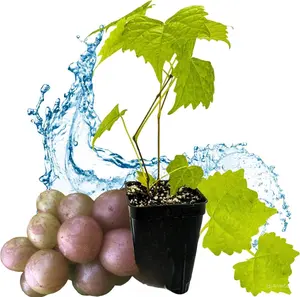 Carlos Muscadine Grape Vine Live Plant - Vitis rotundifolia for Sale