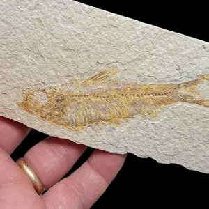 Fossil Knightia Fish Plate Fossil Specimen! 90% Whole and completely authentic!