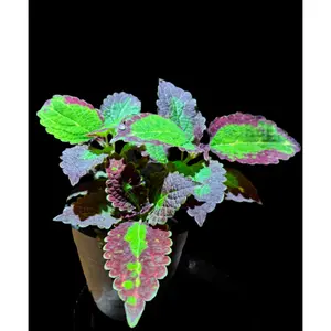 Coleus ‘Cracklin’ Rosie’ – A Fiery Tapestry of Crimson & Gold | Curio Plants