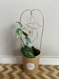 Sapphic Strawberry Plant Trellis