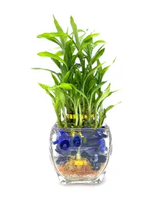 Three Tier Lucky Bamboo Glass Arrangement With Blue Marbles with FREE Plant Food