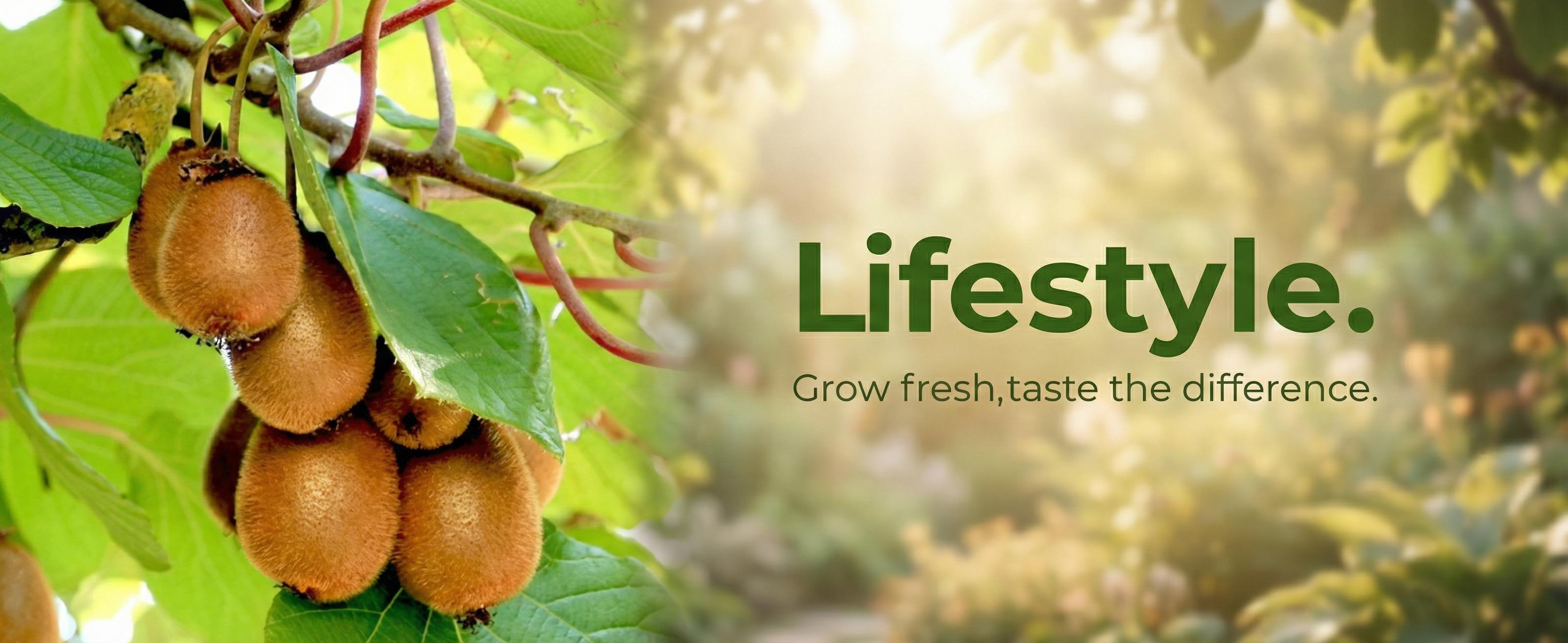 Kiwi Fruit Tree Seedling Live Plant, Red Flesh Kiwi Sapling for Garden, Patio or Container Growing