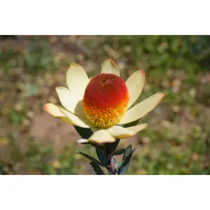 Leucadendron discolor 'Pom Pom': A Fluffy, Fun Addition to Your Garden